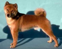 SHIBA